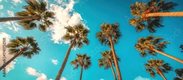 Fototapeta Tropical Palm Trees Against Bright Blue Sky with Clouds