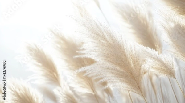 Fototapeta Soft, feathery grasses sway gently in warm light, creating a serene and ethereal atmosphere, evoking tranquility and nature's beauty.