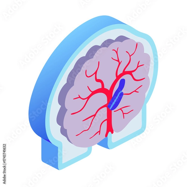 Obraz human brain anatomy