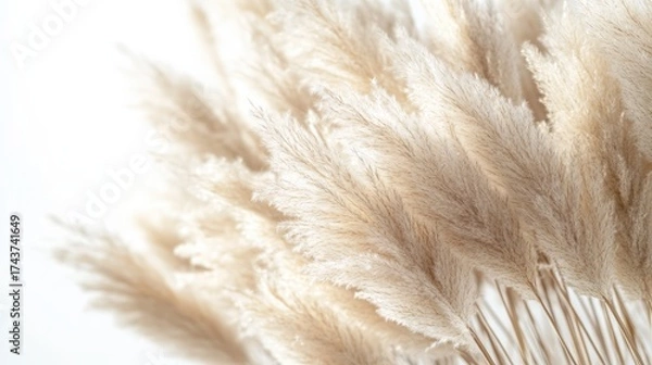 Fototapeta A cluster of soft, fluffy pampas grass with a light, airy appearance against a neutral background.