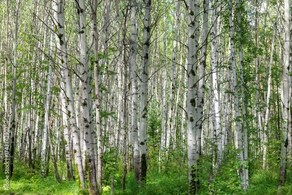 Fototapeta In a birch grove on a sunny day in the Azov-mountain nature park