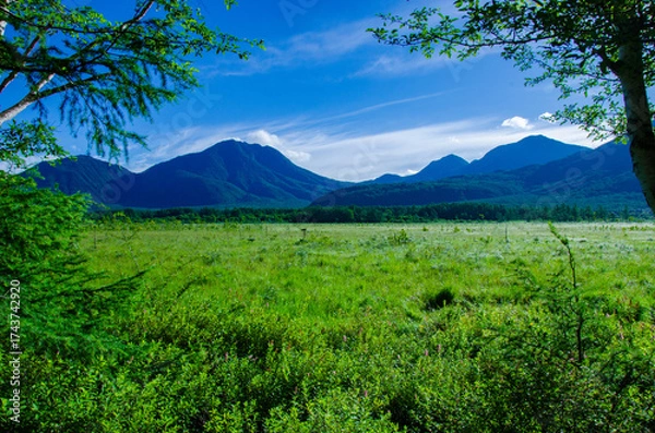 Fototapeta 奥日光戦場ヶ原の湿原