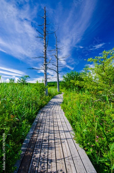 Fototapeta 奥日光　戦場ヶ原の木道