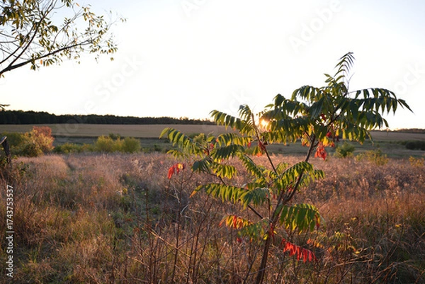 Fototapeta Rhus typhina. Staghorn sumac Schrubby with red-brown hairy twigs composed of pinnately green leaves pointed and toothed between pyramidal fluffy brownish-red fruits. beauty of nature, autumn season