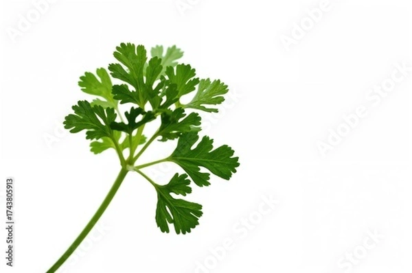 Fototapeta Close-up of fresh green herb with selective focus and tinted effect