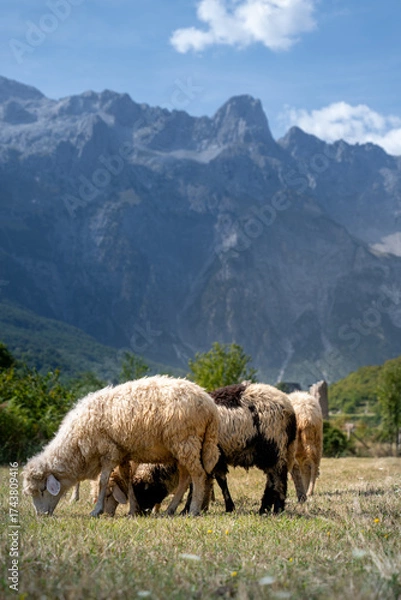 Obraz Sheeps with a View