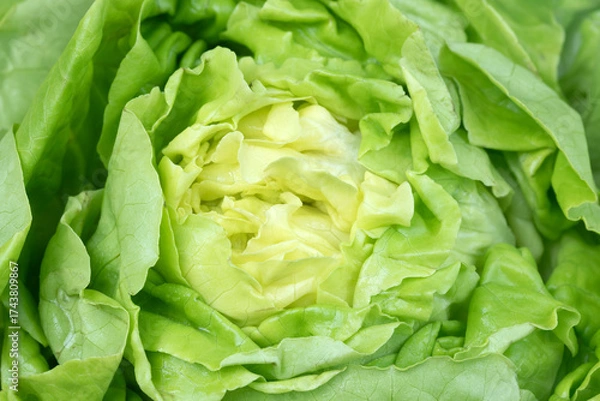 Fototapeta Raw Iceberg Lettuce Leaves Textured and Backgfound.
