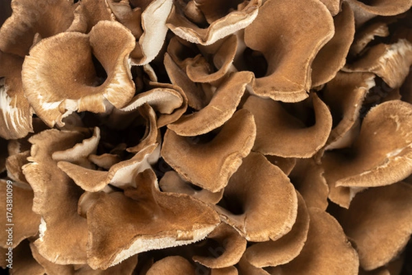 Fototapeta Top view of fresh maitake mushrooms