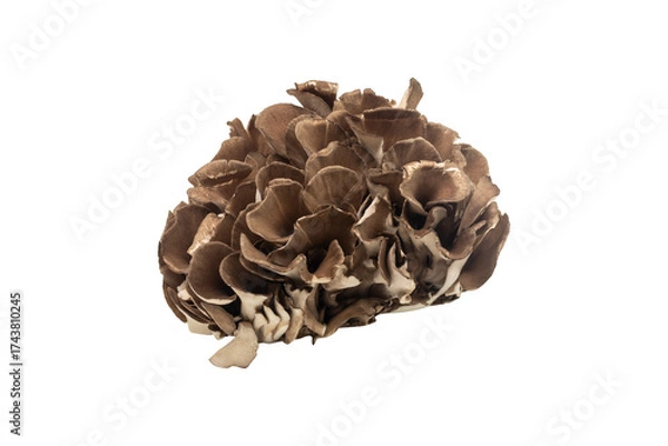 Fototapeta Fresh maitake mushrooms isolated on a transparent background.
