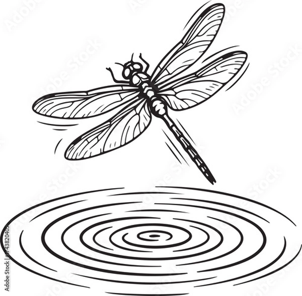 Fototapeta Dragonfly hovering over rippling water surface in black and white illustration insect flying