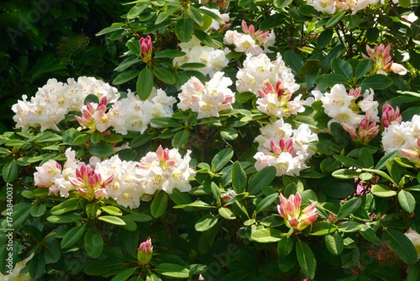 Obraz Rhododendron blossoms in the garden.