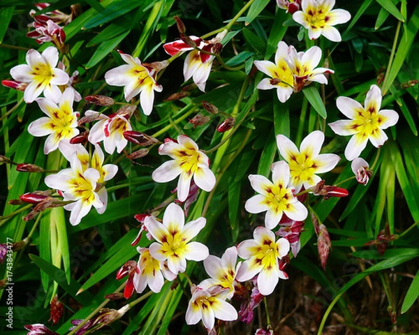 Obraz Beautiful flowers in the spring sunshine.