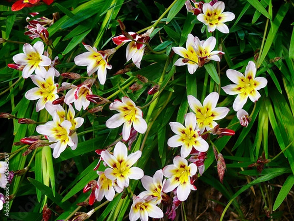 Obraz Beautiful flowers in the spring sunshine.