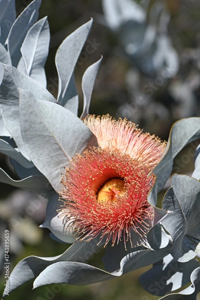Fototapeta Large orange pink blossom and gray leaves of the Australian native Mottlecah, Eucalyptus macrocarpa, family Myrtaceae. Endemic to Western Australia. Flowers are the largest for the genus. 