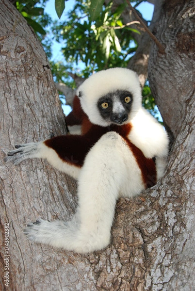 Obraz lemur on tree from Madagascar
