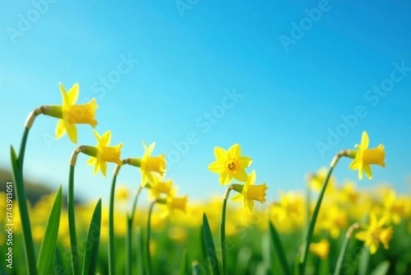 Obraz Vibrant Yellow Daffodils Blooming Under a Clear Spring Sky, a Field of Cheerful Flowers Basking in Sunshine