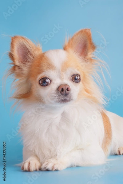 Obraz Chihuahua dog with long hair. Chihuahua white with red on a blue background.