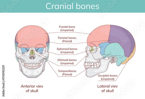 Fototapeta Skull anatomy. Facial bones with front and side view of human skull. Hand drawn anatomical vector illustration.