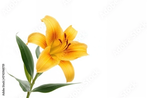 Fototapeta Single yellow and orange Lily blossom against a white backdrop