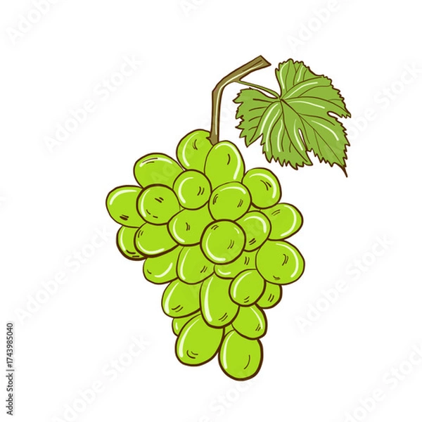Obraz Illustration of a grapevine with green clusters in vector format