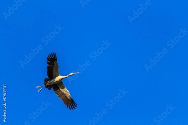 Obraz Birds fly in the sky