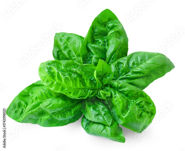 Fototapeta Basil leaf isolated on white background.  High-Quality Green organic   Basil leaf Top view. Flat lay.