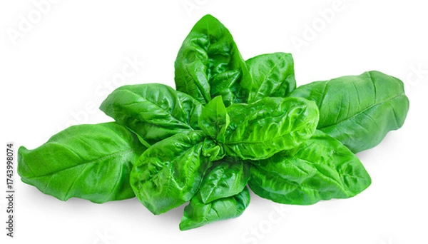 Fototapeta Basil leaf isolated on white background.  High-Quality Green organic   Basil leaf Top view. Flat lay.