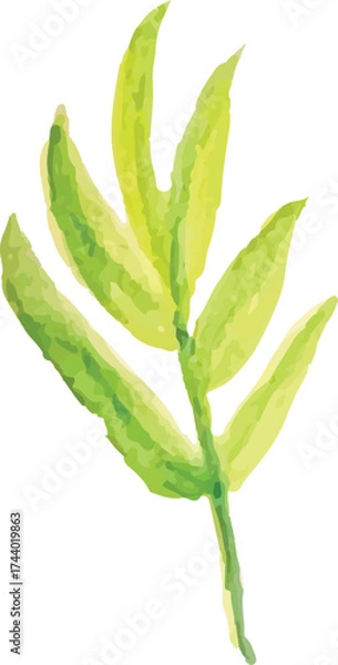 Fototapeta branch watercolor hand drawn vector isolated on white