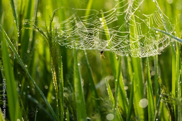 Obraz  Spider On Spider Web In Grass