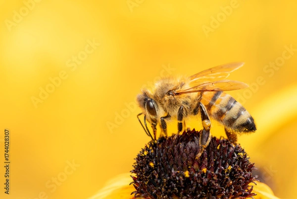 Fototapeta Honeybee gathering pollen on a rudbeckia flower on a yellow blurred background