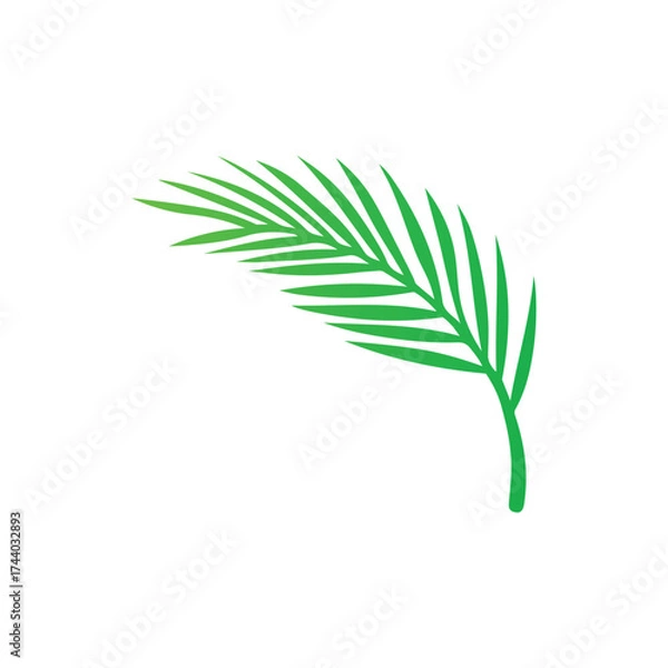 Fototapeta realistic coconut leaf vector illustration