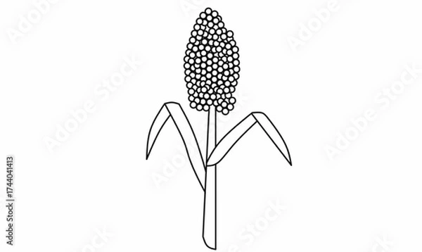 Fototapeta vector illustration of a sorghum plant with grain head, stalk, and leaves. Simple botanical line art for agriculture, farming, and educational design uses