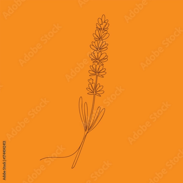 Fototapeta Minimalist line drawing of a lavender flower with detailed leaves on a vibrant orange