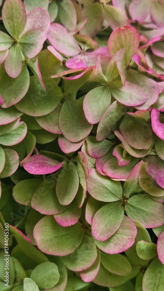 Fototapeta Close-up of green and pink hydrangea petals with natural gradient texture