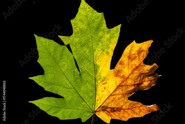 Obraz maple leaf on black