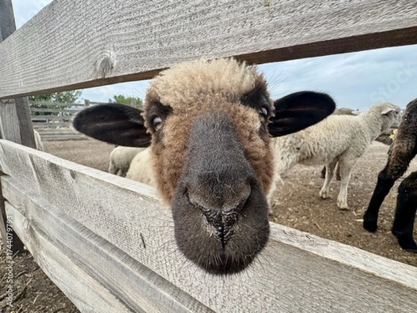 Fototapeta cute brown nose sheep lamb in a fence on a farm, Ukraine