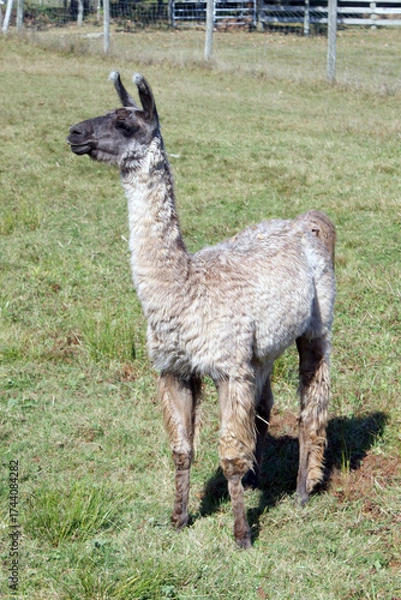 Obraz Curious alpaca in a field