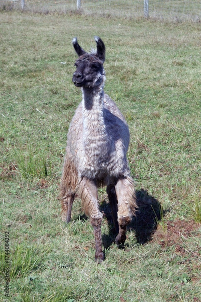 Obraz Curious alpaca in the field