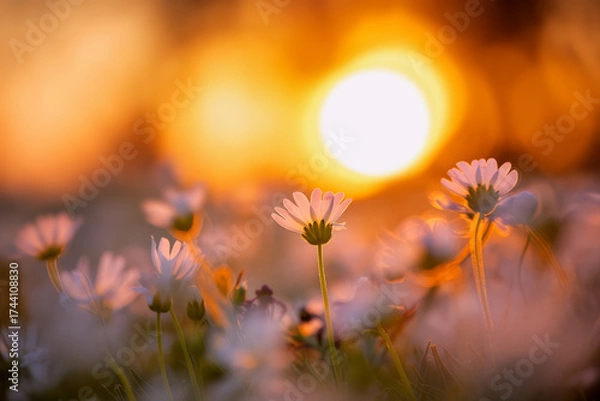 Fototapeta White daisy flowers in meadow at sunset with warm golden backlight and dreamy bokeh, peaceful evening mood. Generative AI.