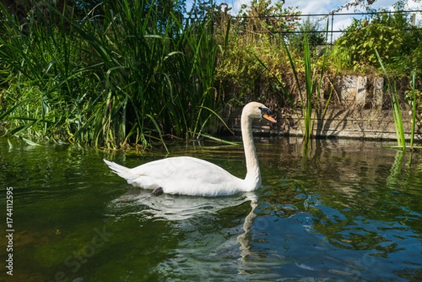Obraz An elegant, majestic Swan and its refection seen in profile from a boat on the River Stour in Canterbury, Kent, UK. There are long grasses along the wooden supports of the riverbank. 