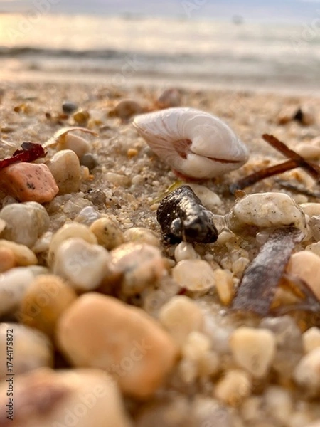 Obraz Biodiversité de bord de mer.