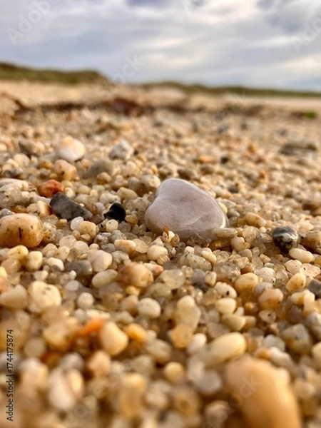 Obraz Biodiversité de bord de mer.