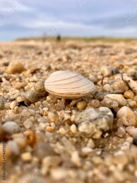 Obraz Biodiversité de bord de mer.