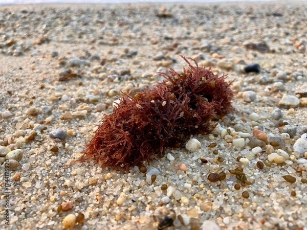 Obraz Biodiversité de bord de mer.