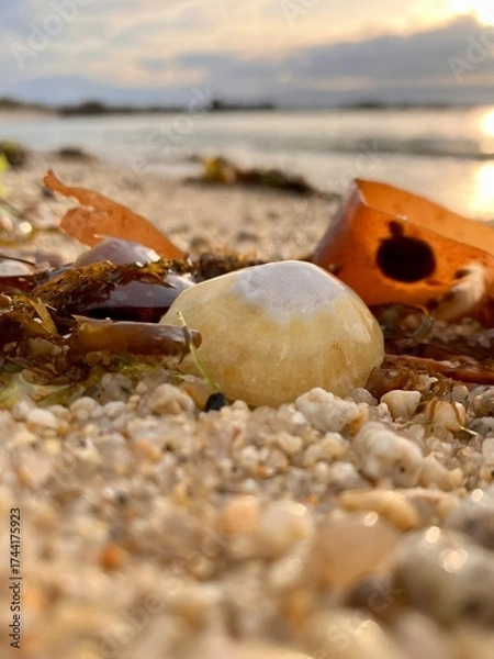 Obraz Biodiversité de bord de mer.