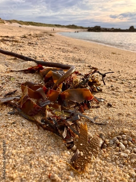 Obraz Biodiversité de bord de mer.