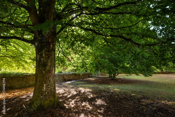 Fototapeta Early autumn scene in a park in Salisbury, Wiltshire, UK.  Trees with fallen leaves on the ground.