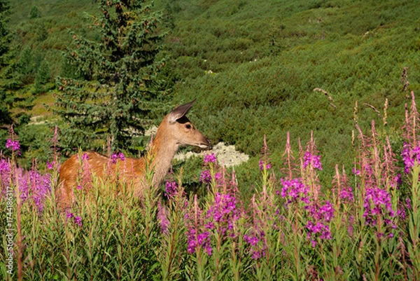 Fototapeta młoda sarna wśród kwitnących kwiatów - góry Tatry Polska