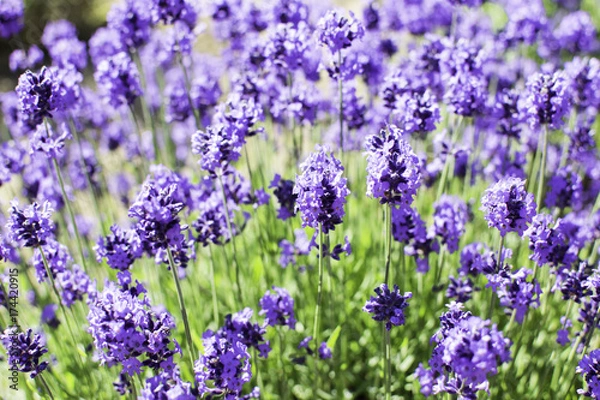 Fototapeta ラベンダー