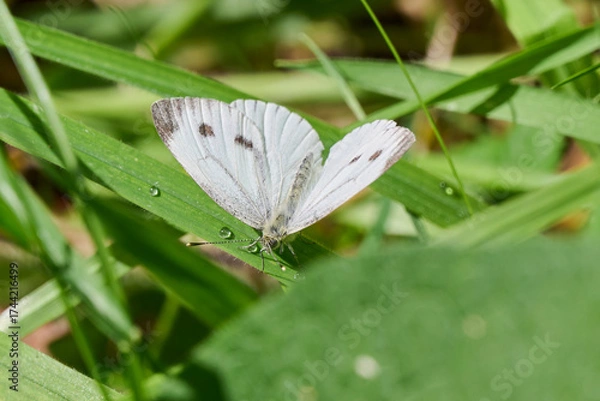 Fototapeta cabbage butterfly in the sun on a green leaf with water droplets